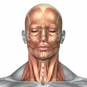 gallery/human-head-and-neck-muscle-diagram-labeled-color-image-digital-art-anatomy-of-face-muscles-by-images-2